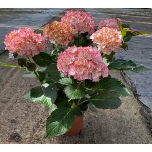 Hortensia Collection